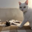 여기도 미용실 | 마곡 고양이 미용실 마고미 솔직 후기 여기가 찐