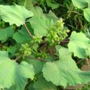 복용농장 이미지