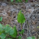 좀비비추 Hosta minor (Baker) Nakai 이미지