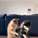 강아지에 빠지다 이미지