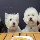 마이펫까까 이미지