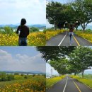 밀양성당 | 25년 6월 6일(금)기준-밀양 금계국 꽃놀이 명소 &lt;명례강변공원&gt; 산책 데이트 🌼