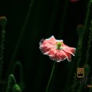 양귀비(楊貴妃)꽃 이미지