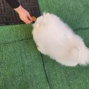 봉송이네 | 전남광주 강아지수제간식&amp;케이크 "봉송이네" 내돈내산 후기