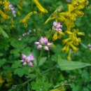 꽃며느리 이미지