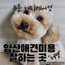 펫츠베이 양산증산점 | 양산애견미용 잘하는곳 푸들 테디베어컷 후기
