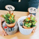 자광원 이미지