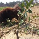 해천농장 이미지