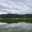 물싸리 수국 목수국 복분자 페튜니아 장미 무궁화 겹삼잎국화 해바라기 포항적계못 붉은토끼풀 리아트리 메리골드 영산홍 삼색조팝 외 야생화 이미지