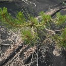 황금소나무농원 이미지