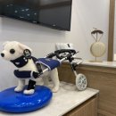 사과나무 한방재활 동물병원 이미지