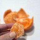 (신)만다린 | 요즘 난리 난 무관세 만다린 귤! 제주 감귤과 맛 비교 솔직 후기