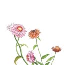 MOM’S GARDEN 이미지