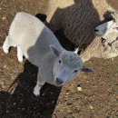 동혁목장 이미지