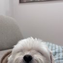 미식견의 주방 이미지