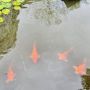 하버라인10단지 | 코타키나발루 5성급 리조트 수영장후기｜더 퍼시픽 수트라호텔 수영장 5곳 중 가장 좋은곳은?