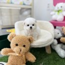 유앤미펫 강아지분양 고양이분양 위례점 | 일산강아지분양 믿을만한 책임감 있는곳 유앤미펫 강아지분양 고양이분양 일산점