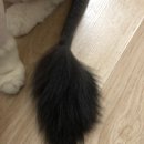 캣독 캣독(CATDOG CATDOG) | 주안 고양이 무마취미용 캣독후기