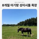 우도목장 | 8개월 아기랑 제주 성이시돌 목장, 올드캡 우도땅콩한우버거