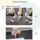 들려보개 펫살롱 | 의정부 애견호텔 추천] 슬개골 수술한 희망양도 안심하고 맡기는 내돈내산 'SM펫살롱' 솔직후기 (픽업가능)