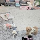 디디애견미용 이미지