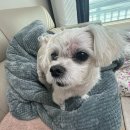 제천 그레이스 동물병원 이미지