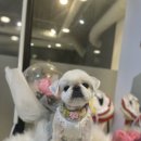 호텔스 컴도그 이미지