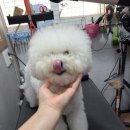 놀러와캣독 이미지