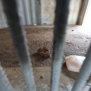 레오목장 2 이미지