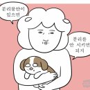 충무로애견 이미지