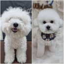 위위그루밍 이미지