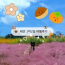 청산상회 | 태안 1박2일 여행후기-2편/태안 오션뷰 숙소/태안 내돈내산/태안 가볼만한곳/청산수목원/서담상회