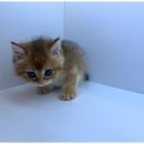 도그마루 천안지점 이미지