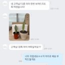 문샤인 | [ 구매 후기 ] 어제봤던식물 - 산세베리아 문샤인 :: 키우기 쉬운 식물 추천