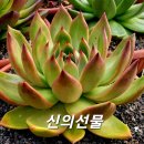 신의선물
