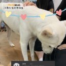 고은이