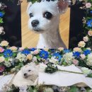 별이&체리 이미지