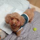 간식주개 이미지