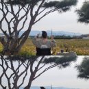 리버앤캠프 | 가을 바람에 코스모스 흔들리던 날 소나무캠핑장에서