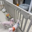 사르르몽몽 이미지