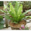 제주 삼도파초일엽 자생지 이미지