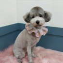 우주펫애견미용 이미지