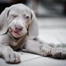 광양동물메디컬센터 이미지