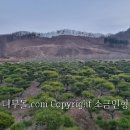 소나무 이미지