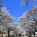 반포면사무소 | [계룡산 등산코스] 동학사~관음봉 산행! 만개한 벚꽃 (feat. 국립공원 스탬프 정보)