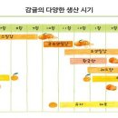 귤이 제철이긔!!! 숙부님들 레드향 제철은 1월이라긔!! 이미지