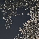 개금숲길공원 | 부산 개금숲길 공원 주변 산책길은 벚꽃으로 물들어 있어요.