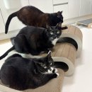 뽀떼나 | 뽀떼 숨숨집 대형 스크래쳐 L3+ 실사용 후기