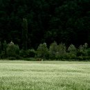 메밀꽃마을 이미지