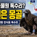 전라남도야생동물구조관리센터 | 미국 덴버동물원 독수리가 광양에서 잡혔다? 1만㎞ 날아온 새의 정체 알고보니